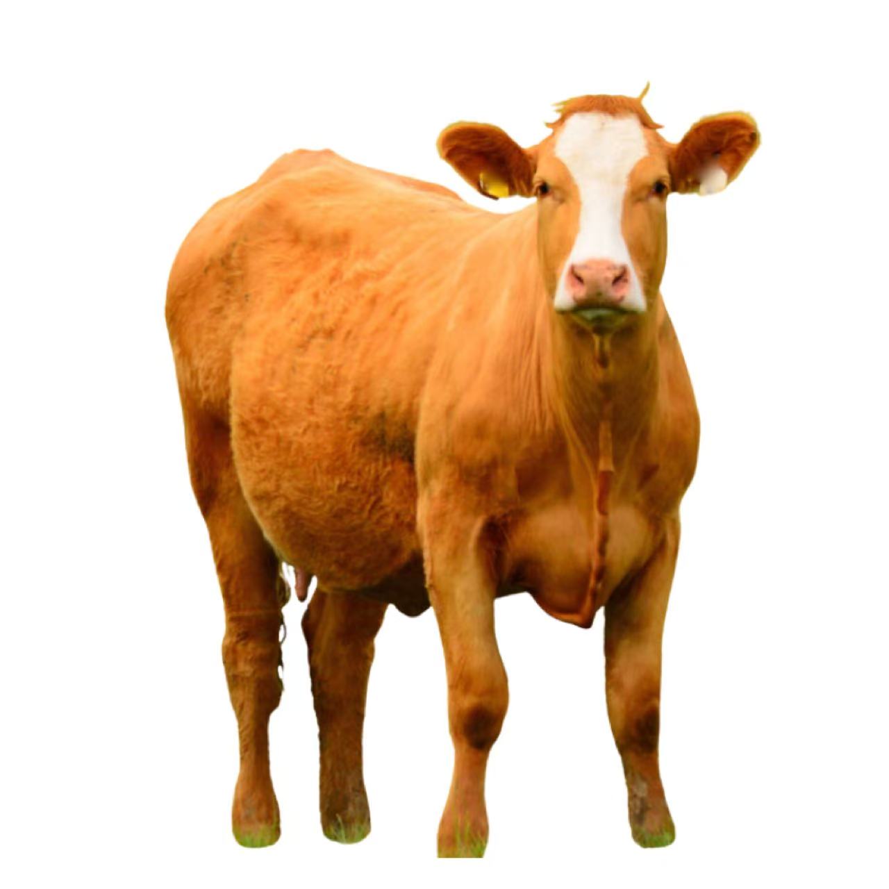 牛肉